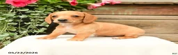 Dachshund dogs for sale: Shantelle - Ad 1