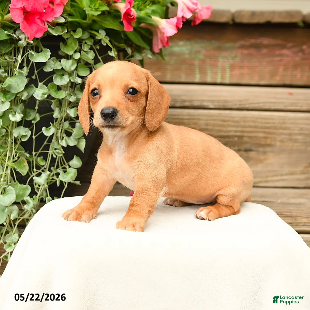 Dachshund dogs for sale: Shantelle - Ad 1