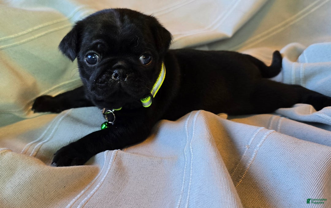Pug dogs for sale: Ella - Ad 6