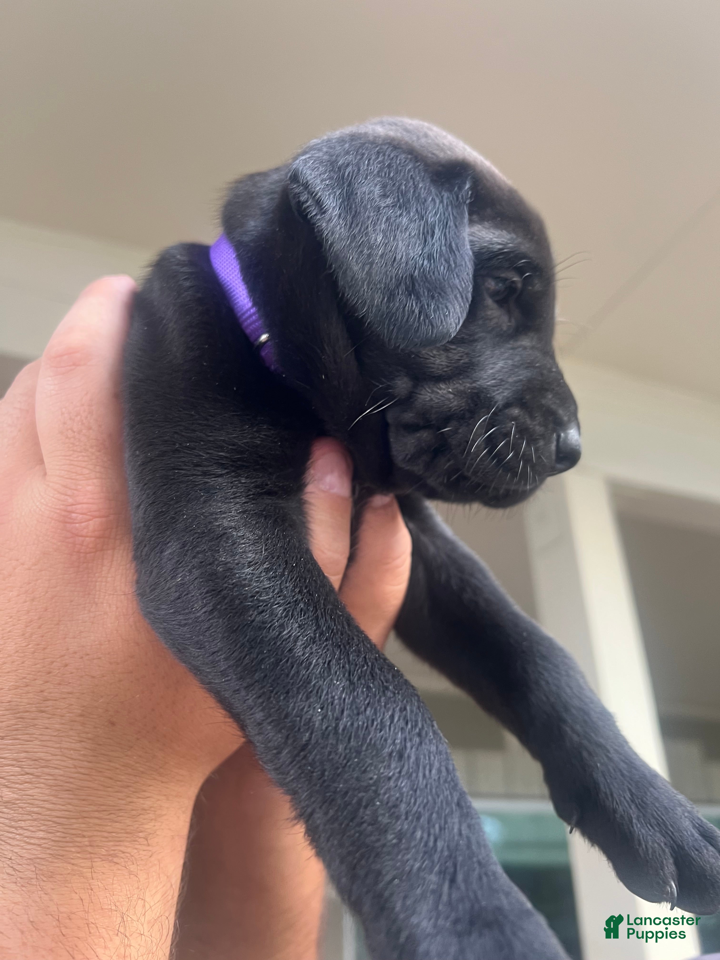 Mixed Breed dogs Mixed Breed 3 - Ad 25