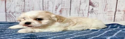 Teddy Bear dogs for sale: Mr Fluffles - Ad 4
