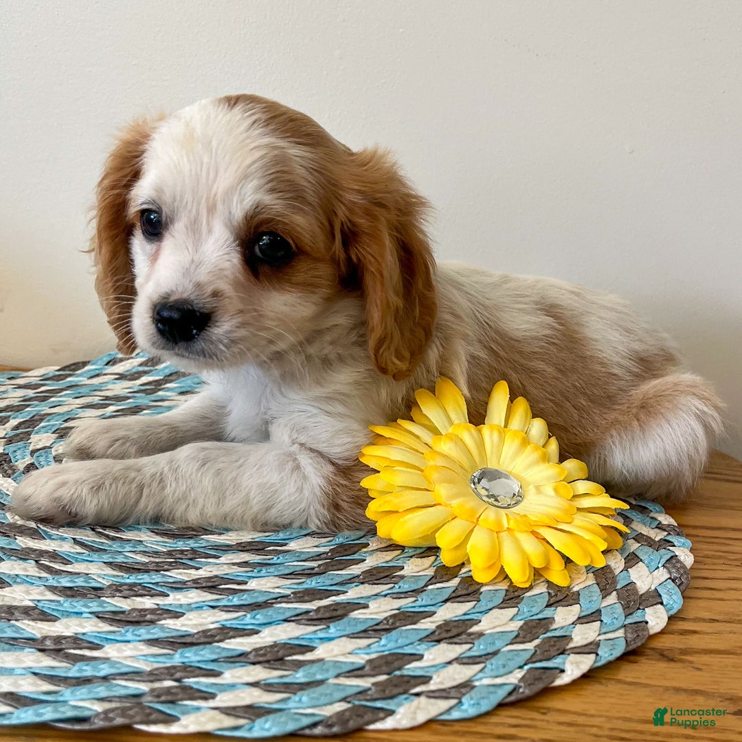 Cavapoo dogs for sale: Marco - Ad 1