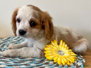 Cavapoo dogs Marco - Ad 37