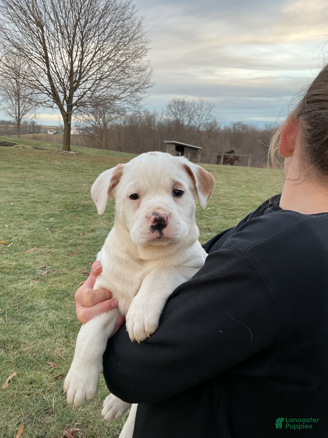 Mixed Breed dogs for sale: Stella - Ad 4