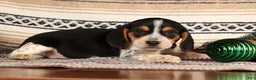 Beagle dogs for sale: Cash - Ad 3