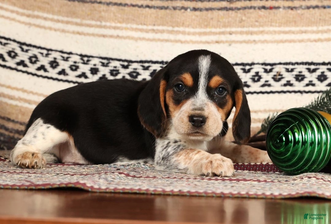 Beagle dogs for sale: Cash - Ad 3