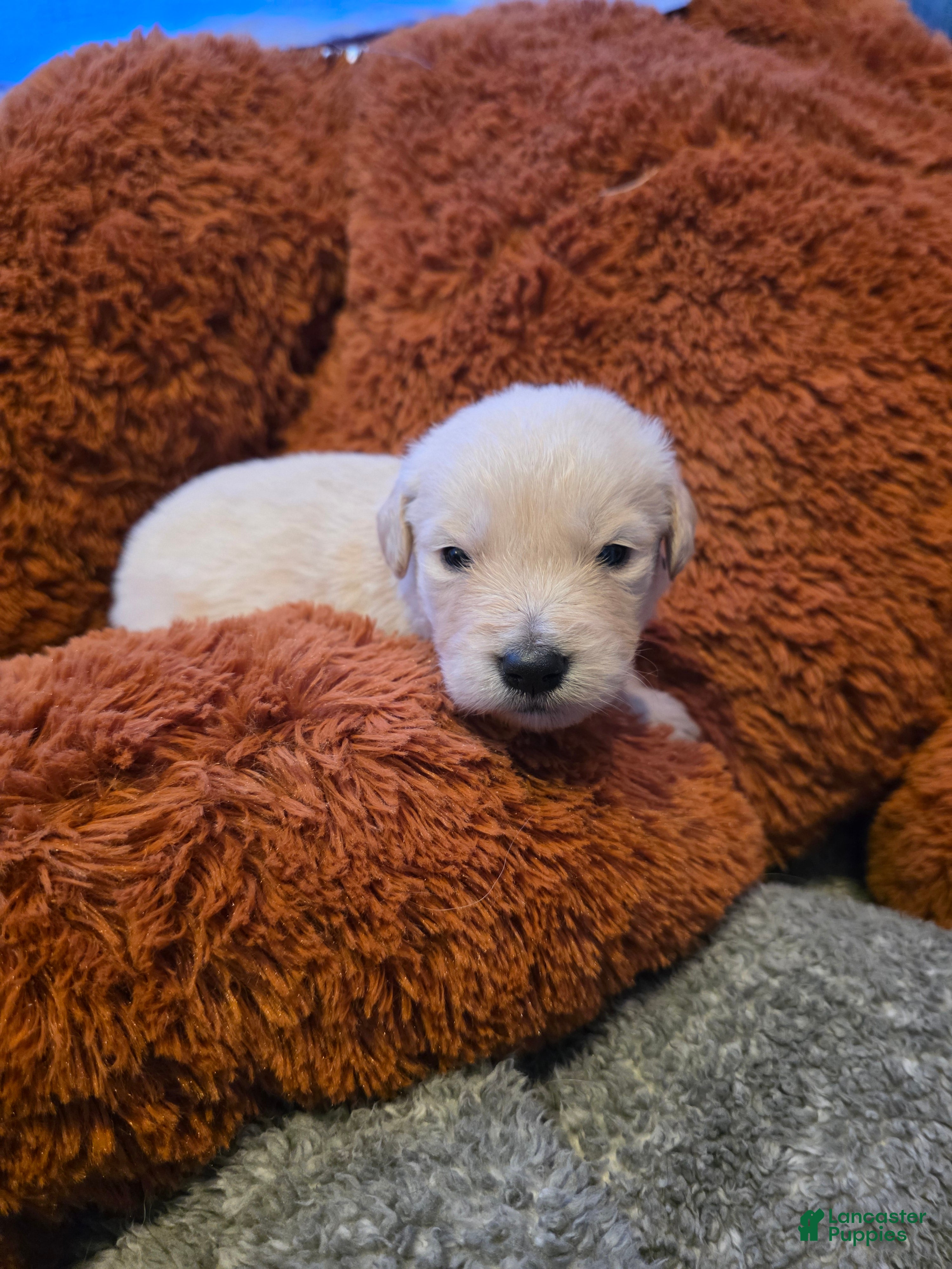 Golden Retriever dogs for sale: Baby boy green - Ad 1