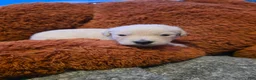 Golden Retriever dogs for sale: Baby boy green - Ad 1
