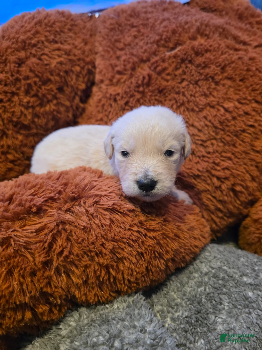 Golden Retriever dogs for sale: Baby boy green - Ad 1