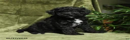 Miniature Poodle dogs for sale: Crandel - Ad 4