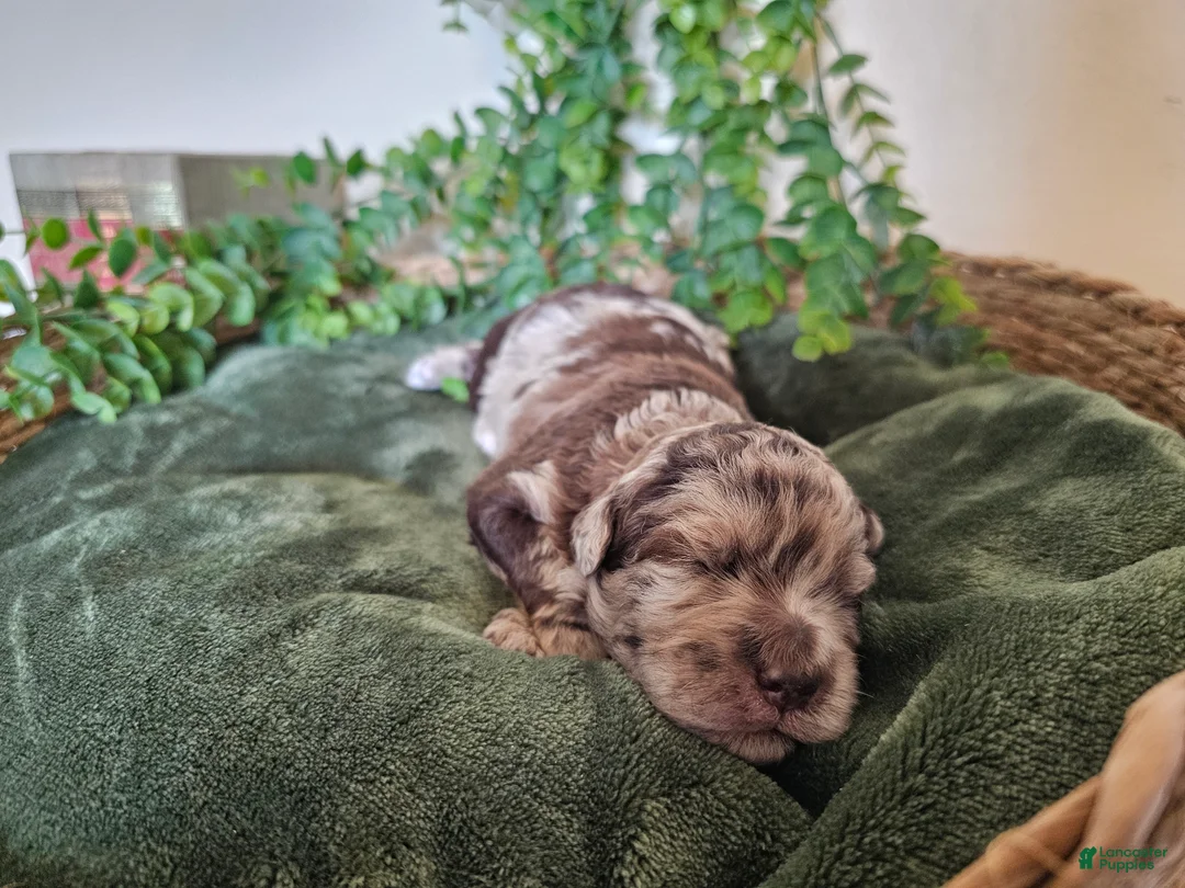 Mini Goldendoodle dogs for sale: Poppy - Ad 8