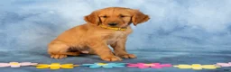 Golden Retriever dogs for sale: Vanilla - Ad 3