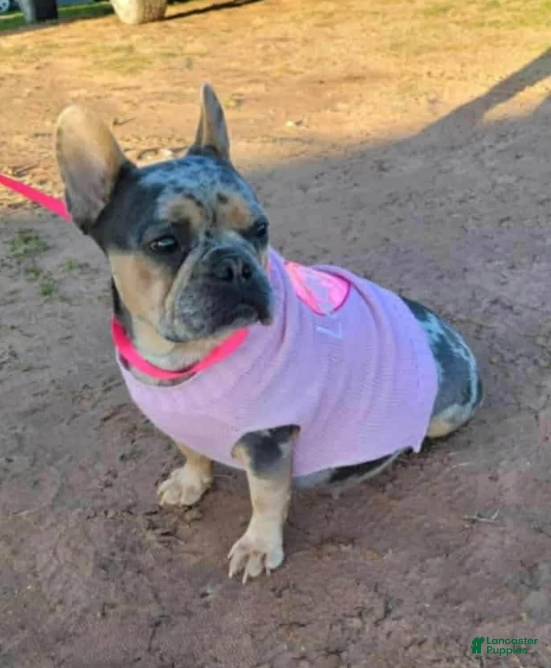French Bulldog dogs for sale: Snickerdoodle - Ad 7