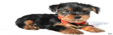 Jethro