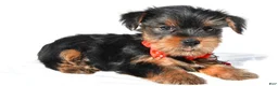 Yorkshire Terrier dogs for sale: Jethro - Ad 1