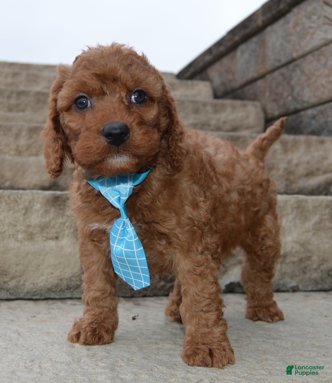 Irish Doodle dogs for sale: Mini Ivan - Ad 5