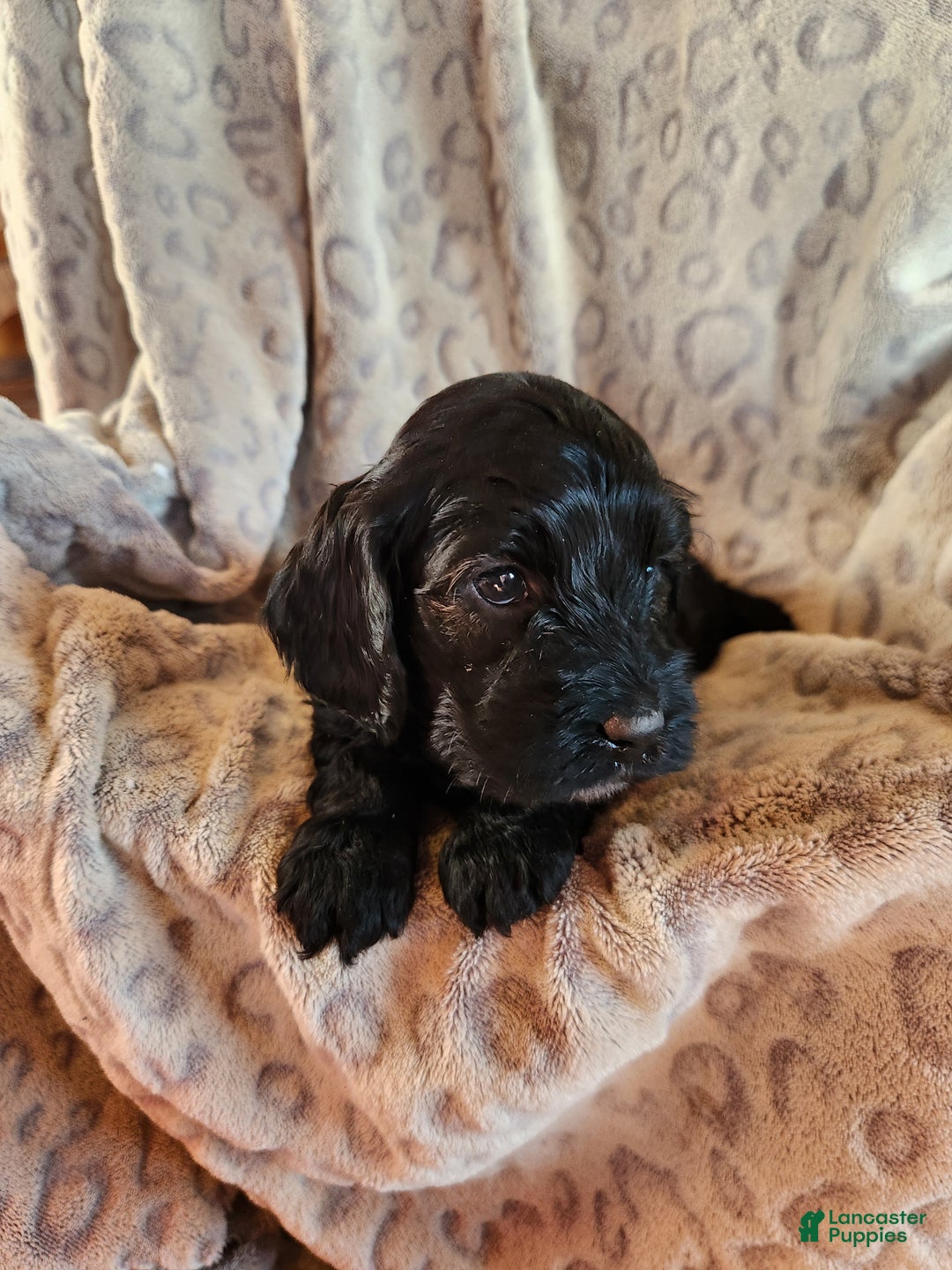 Mixed Breed dogs for sale: Lana - Ad 4