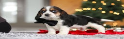 Beagle dogs for sale: Lawrence  - Ad 3