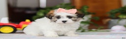 Havanese dogs for sale: Faith - Ad 3