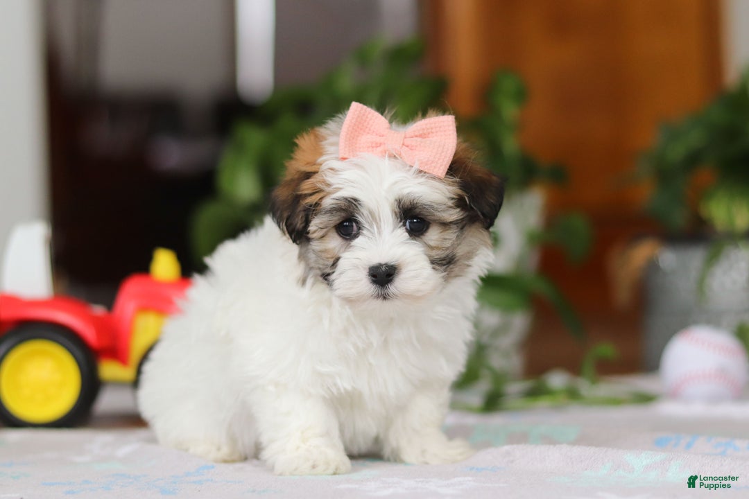 Havanese dogs for sale: Faith - Ad 3