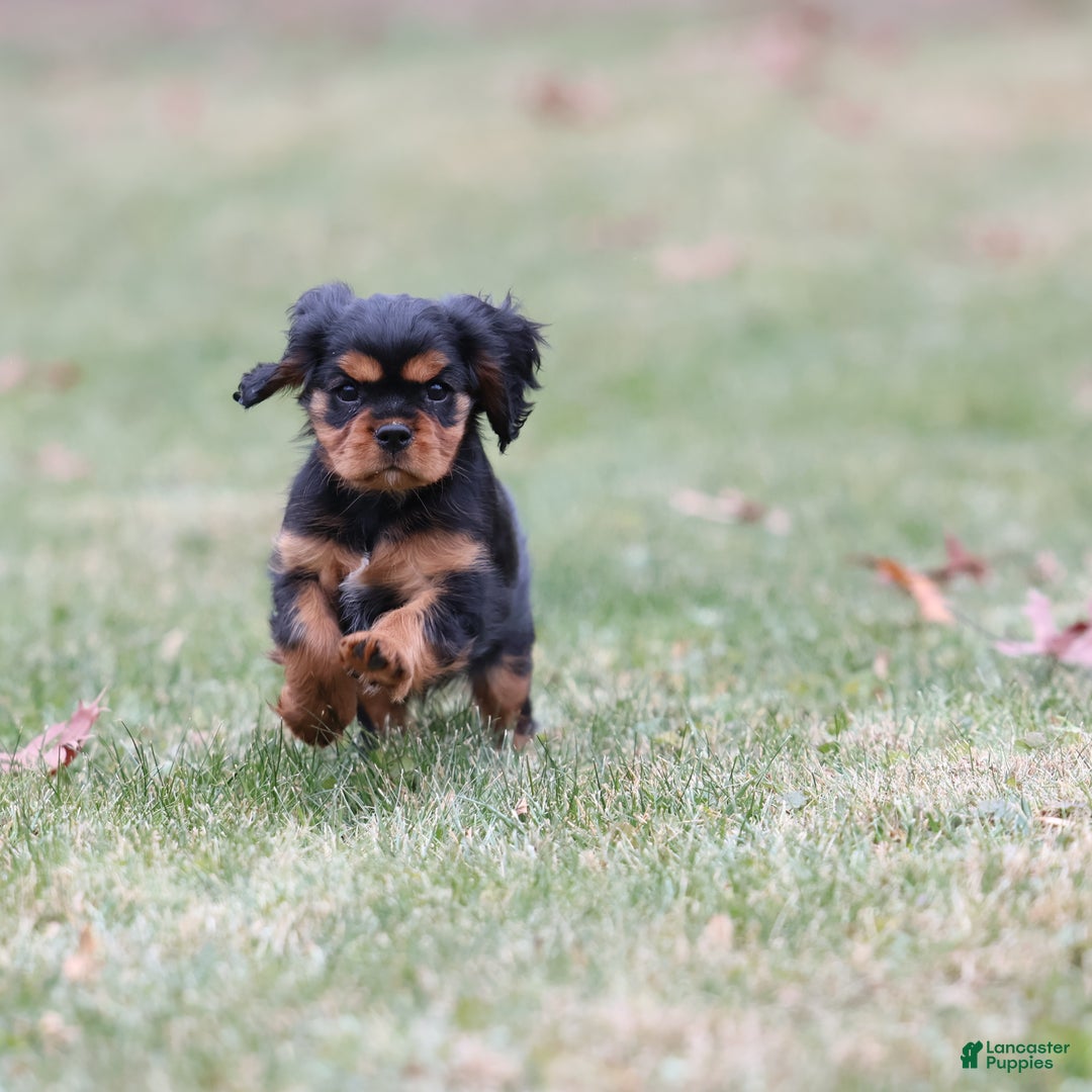 Cavalier King Charles Spaniel dogs for sale: Smartie  - Ad 9