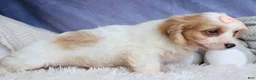 Cavachon dogs for sale: RHODA - Ad 3