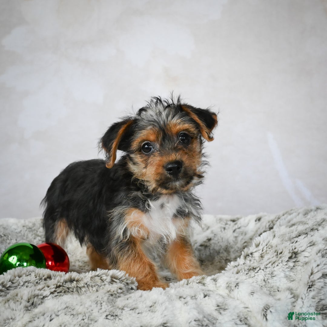 Yorkshire Terrier dogs for sale: Jerry - Ad 7