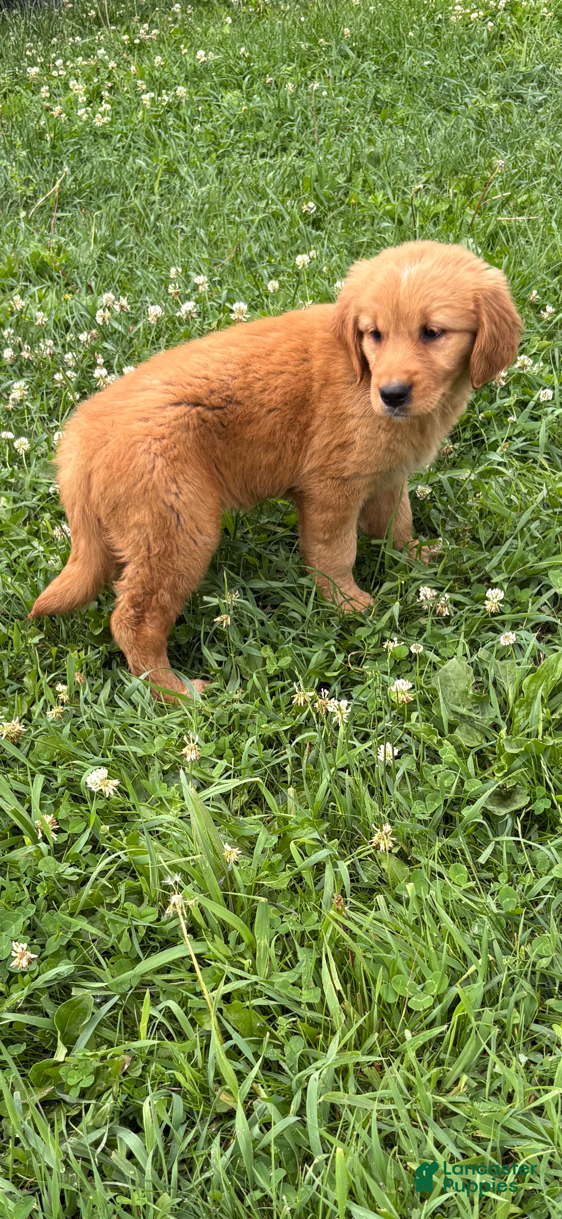 Golden Retriever dogs Barbie  - Ad 1