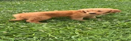 Golden Retriever dogs for sale: Barbie  - Ad 1