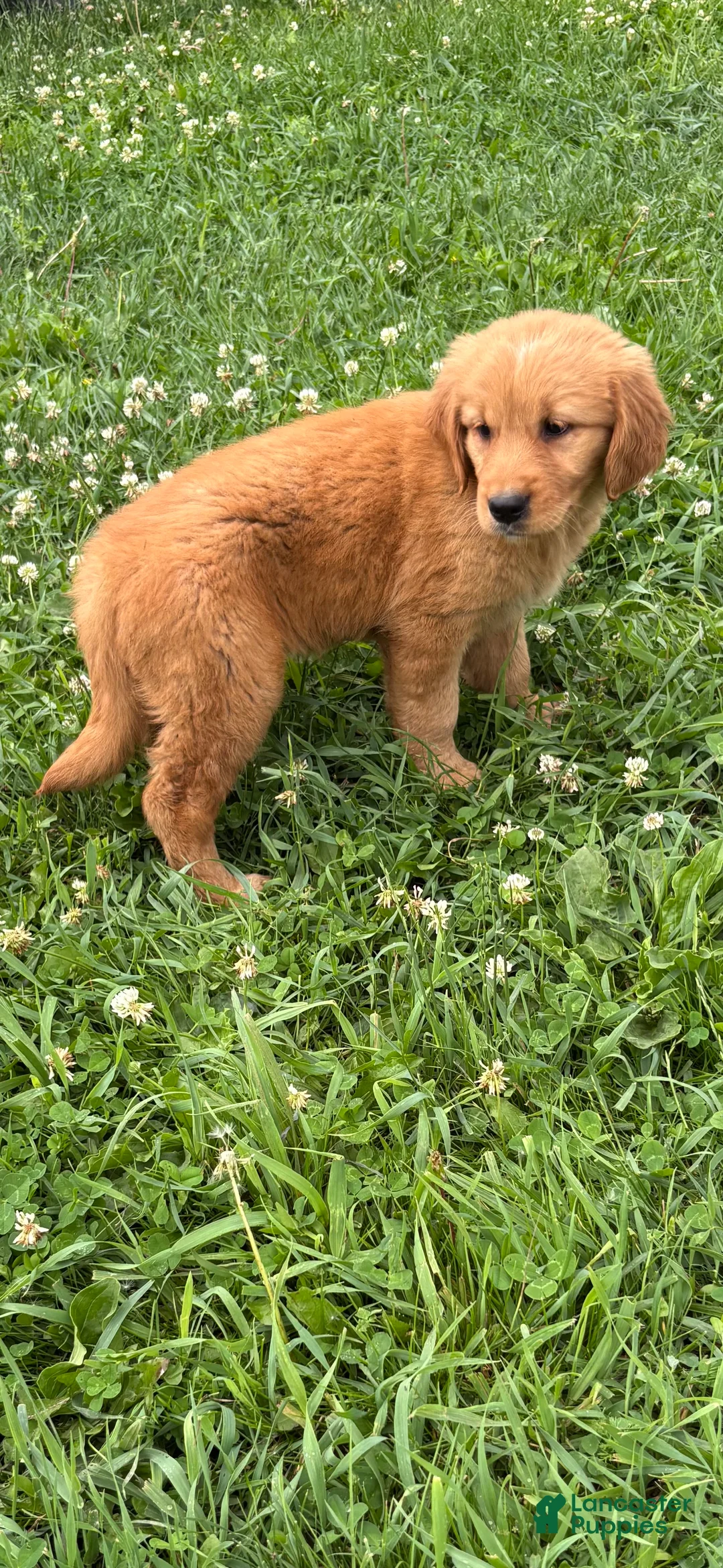 Golden Retriever dogs for sale: Barbie  - Ad 1