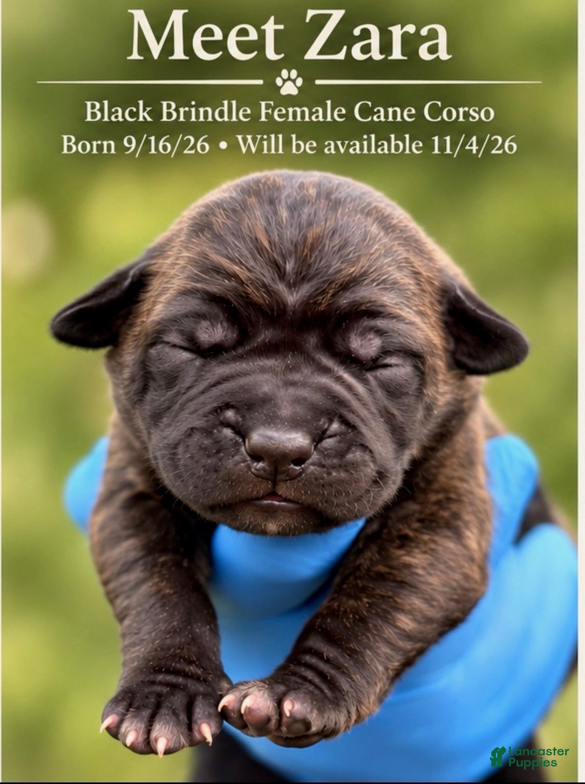 Cane Corso dogs Zara - Ad 1