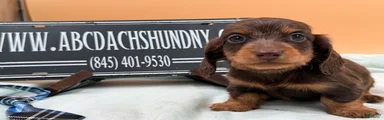 Miniature Dachshund Puppy 3