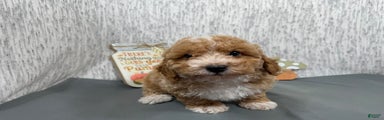 Toy Poodle Puppy 2