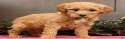 Mini Goldendoodle dogs for sale: Paisley - Ad 4