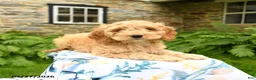 Cockapoo dogs for sale: Dallas - Ad 5