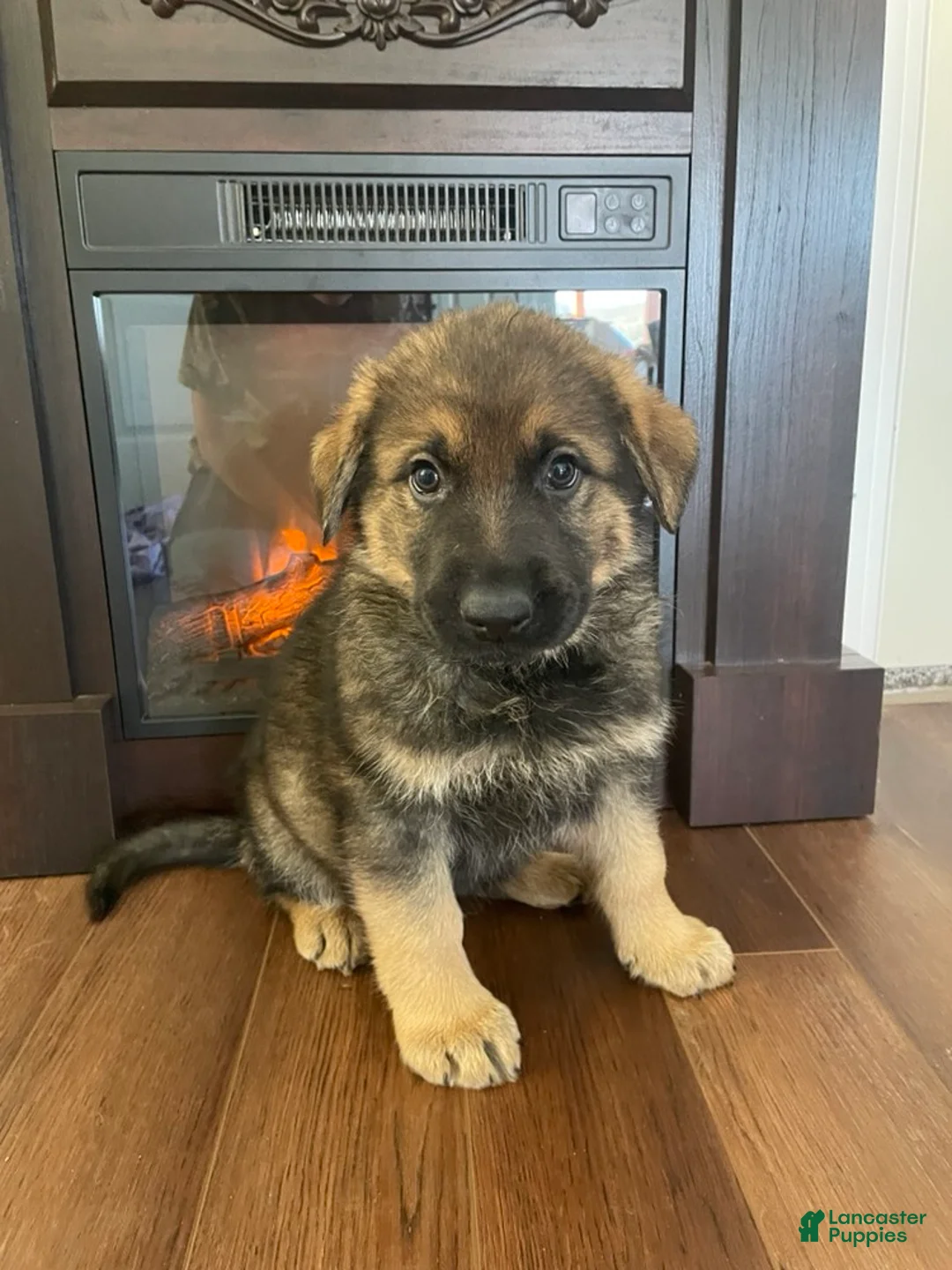 German Shepherd dogs for sale: Cody - Ad 5