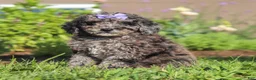 Miniature Poodle dogs for sale: Lucy - Ad 6