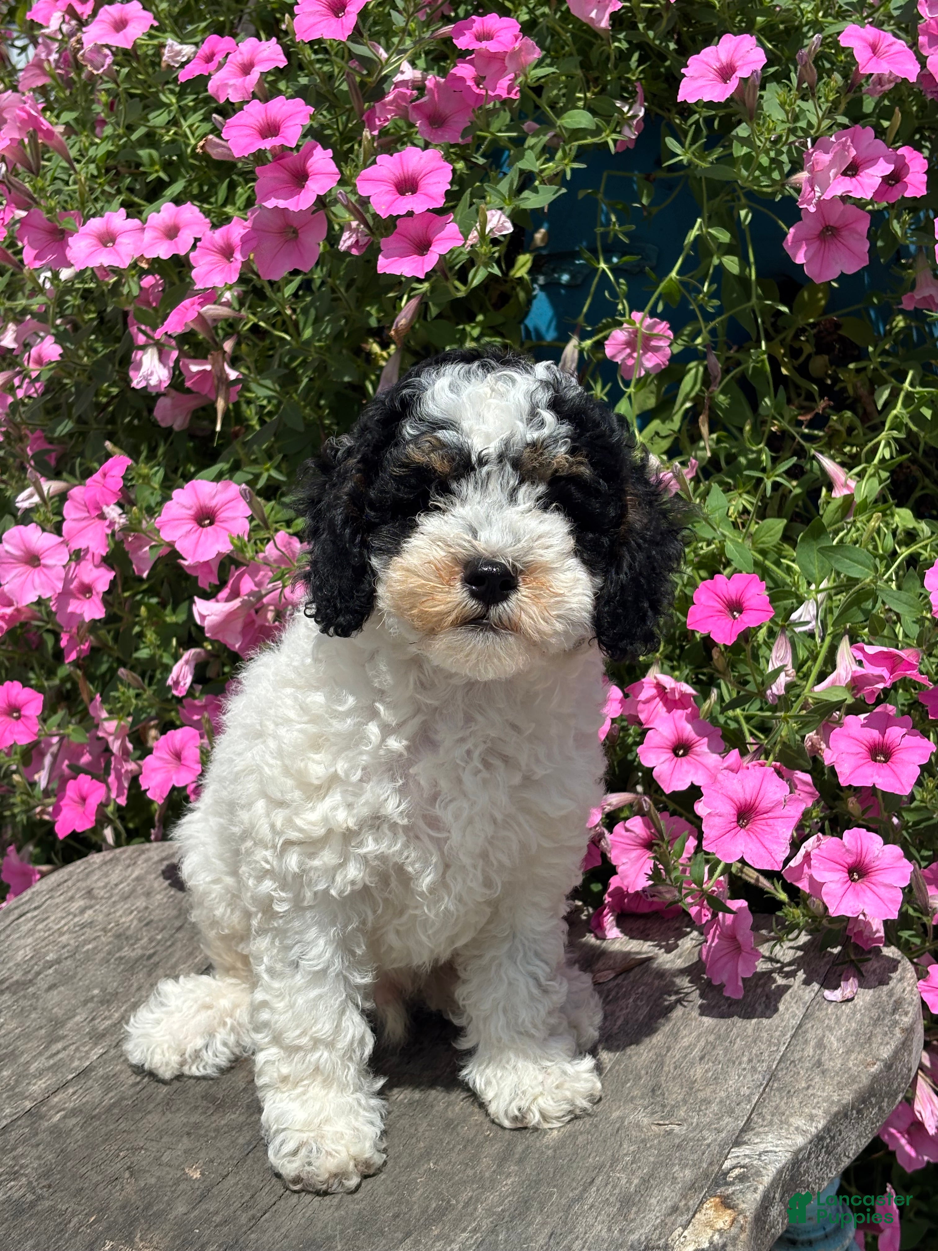 Miniature Poodle dogs Eric - Ad 1