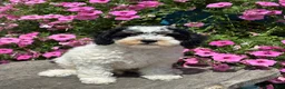 Miniature Poodle dogs for sale: Eric - Ad 1