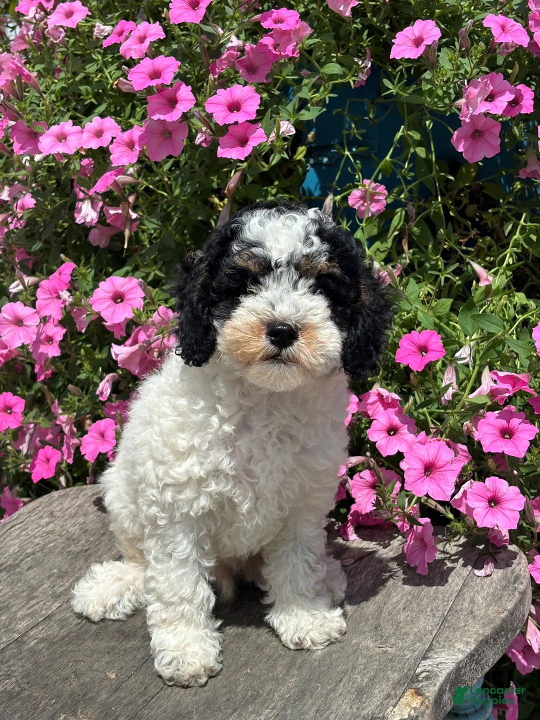 Miniature Poodle dogs for sale: Eric - Ad 1