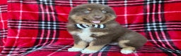 Miniature Australian Shepherd dogs for sale: Yoda - Ad 1