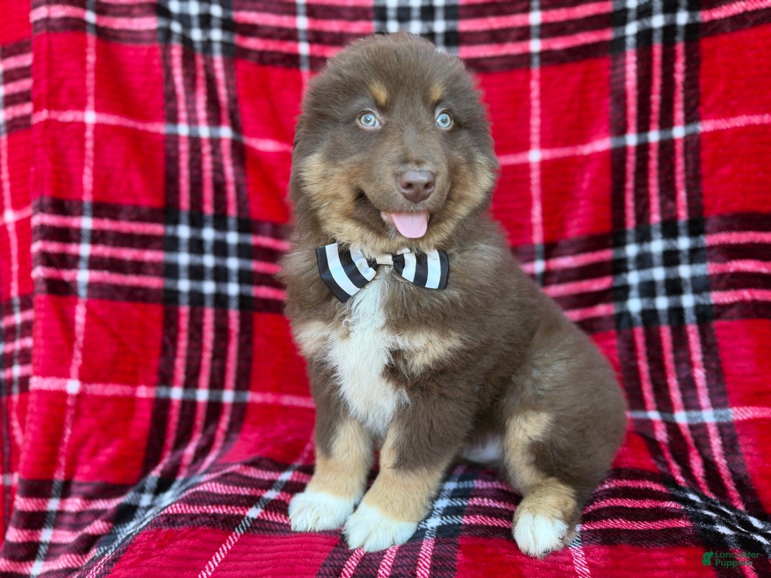 Miniature Australian Shepherd dogs for sale: Yoda - Ad 1