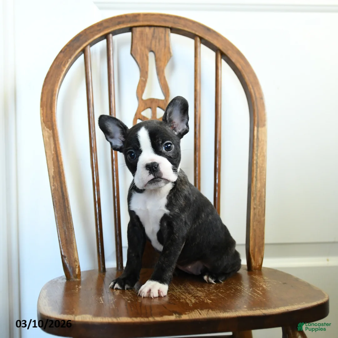 Frenchton dogs for sale: Raisin - Ad 2