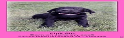 Goldador dogs for sale: Goldador 6 - Ad 1