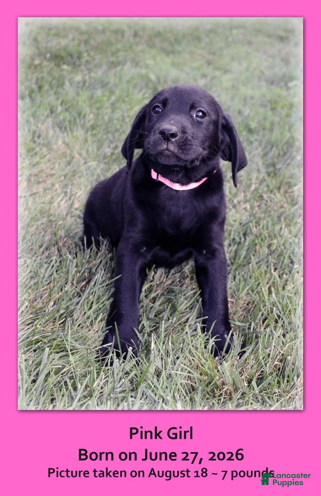 Goldador dogs for sale: Goldador 6 - Ad 1