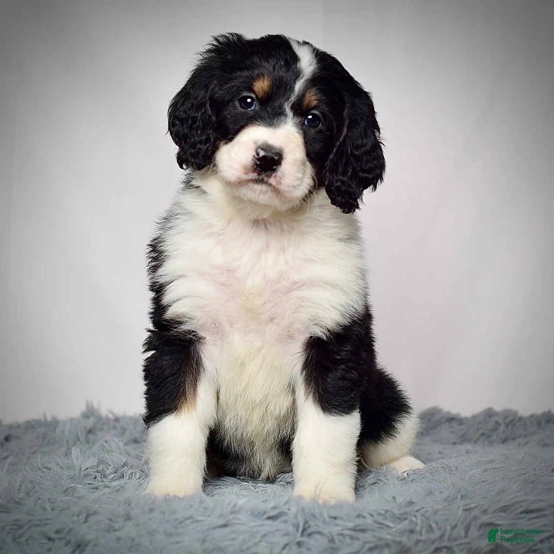 Bernedoodle dogs for sale: Ms. Valerie - Ad 6
