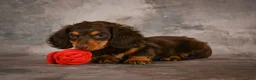 Miniature Dachshund dogs for sale: Sophie - Ad 19