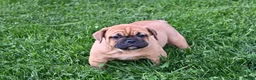 Mixed Breed dogs for sale: Charlie - Ad 5