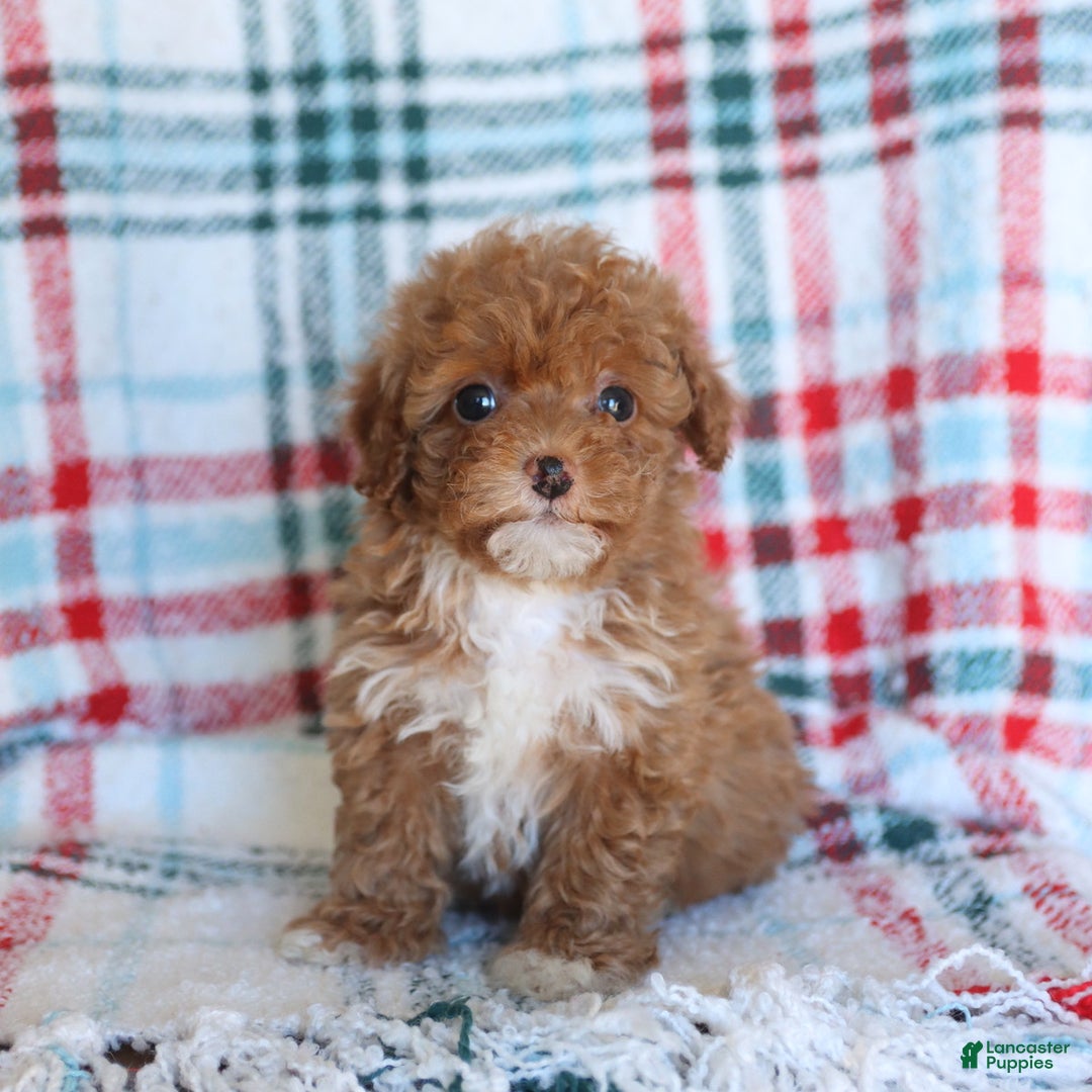 Toy Poodle dogs for sale: Tucker - Ad 3
