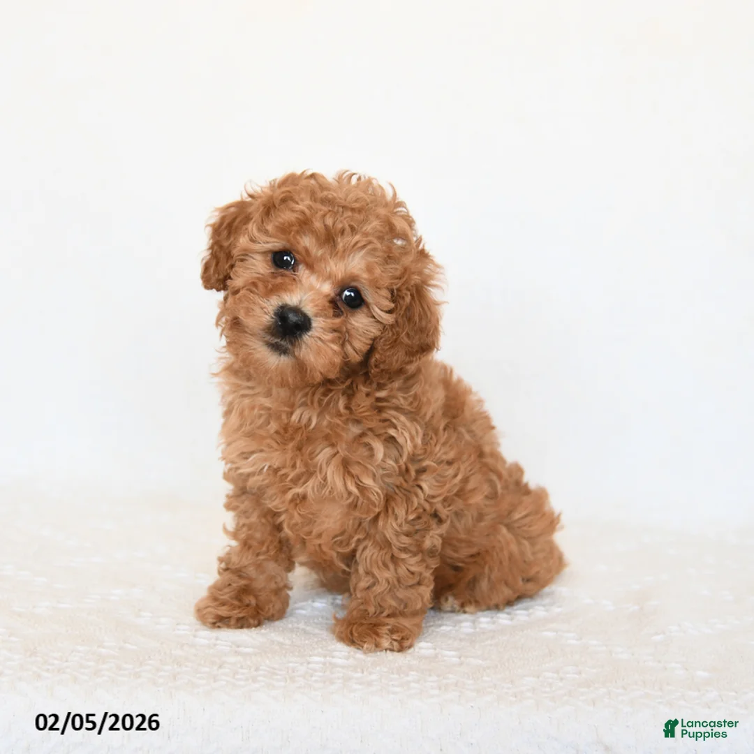 Miniature Poodle dogs for sale: Hazel - Ad 1